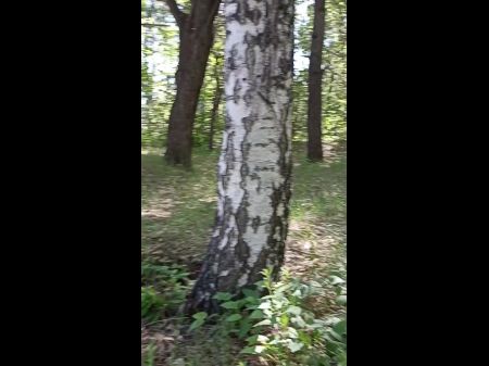 baum im wald humpelt